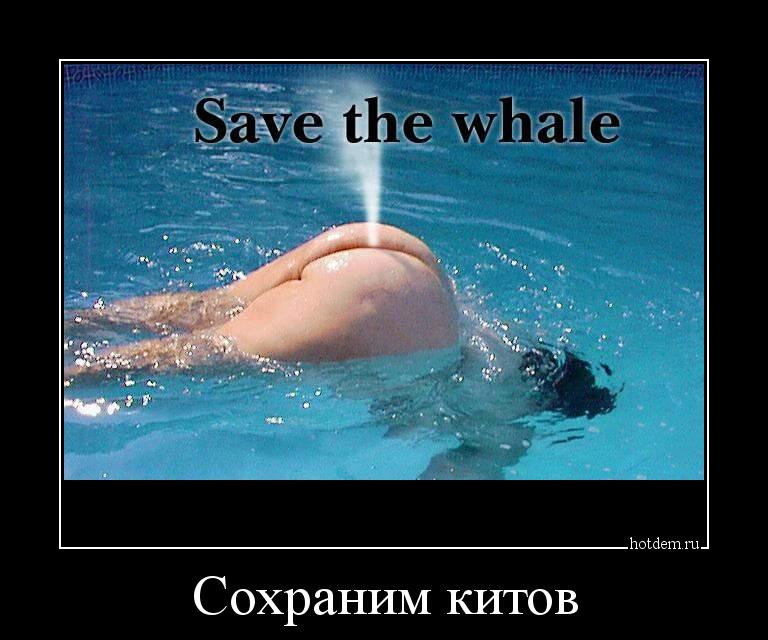 Сохраним китов 