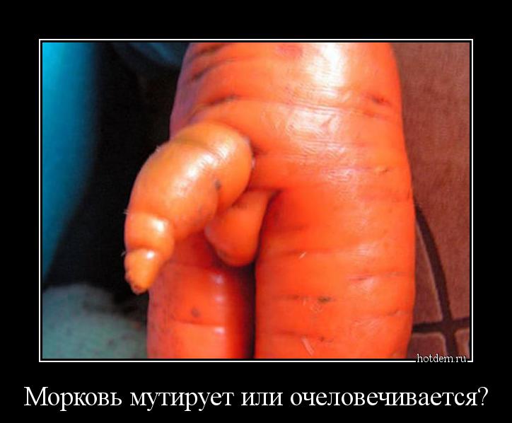 Морковь мутирует или очеловечивается? 