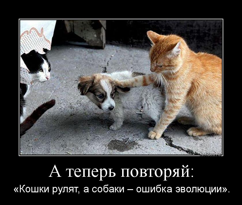 А теперь повторяй: «Кошки рулят, а собаки – ошибка эволюции».