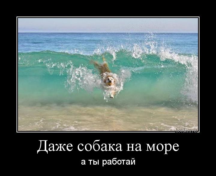 Даже собака на море а ты работай