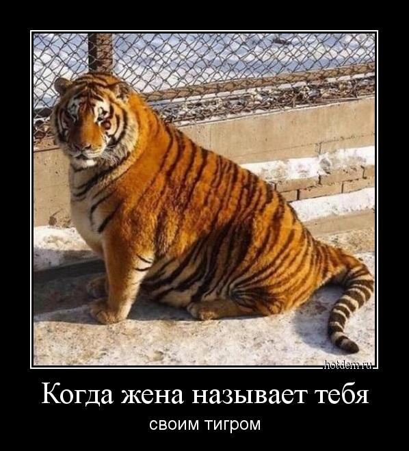Когда жена называет тебя своим тигром