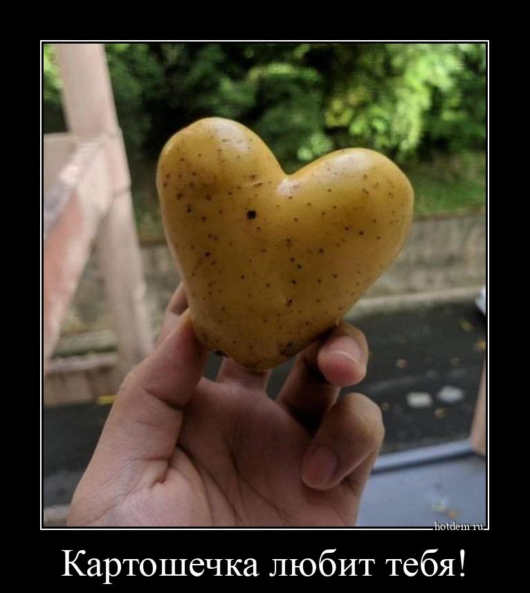 Картошечка любит тебя! 