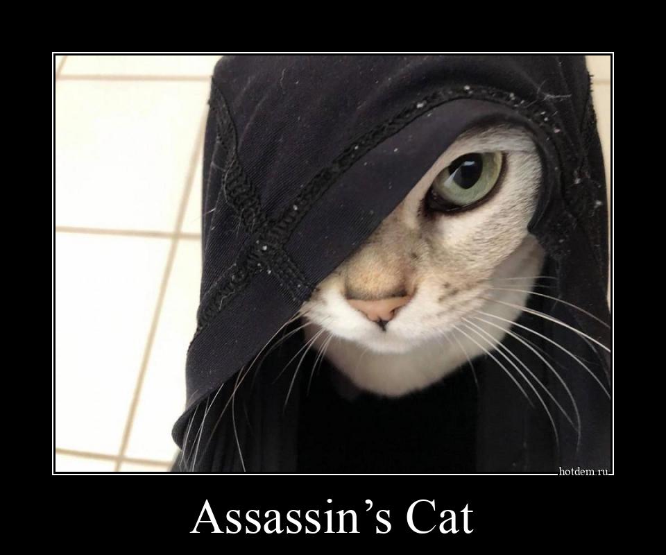Assassin’s Cat 