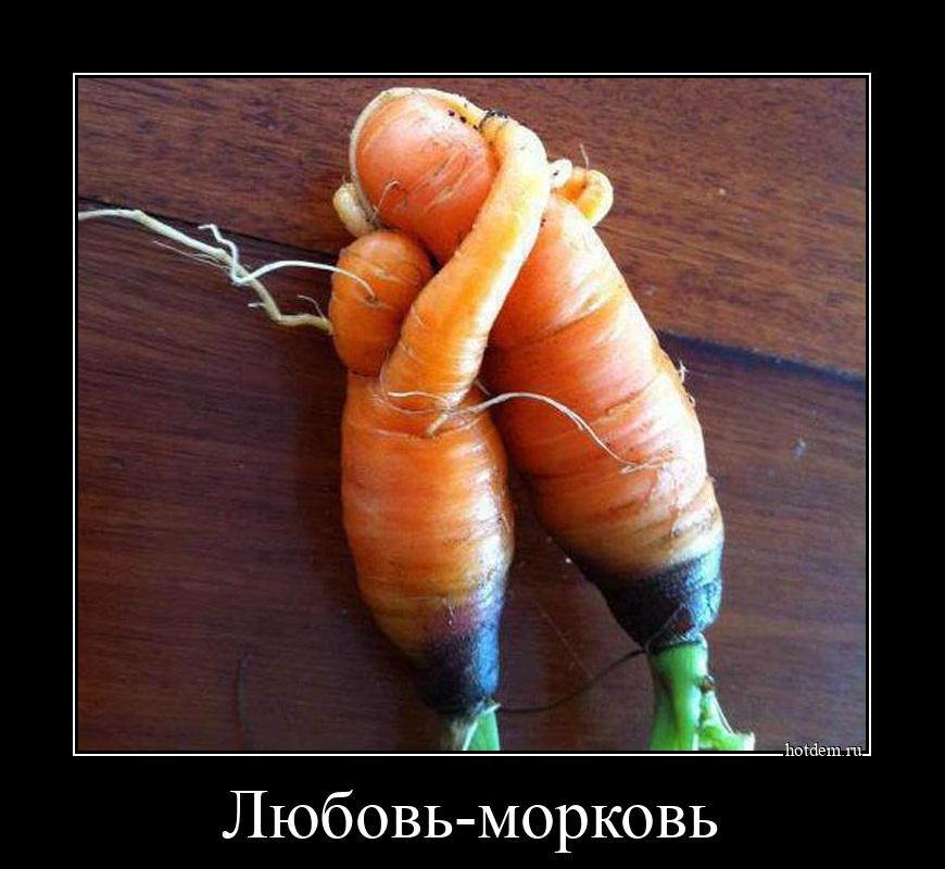 Любовь-морковь 
