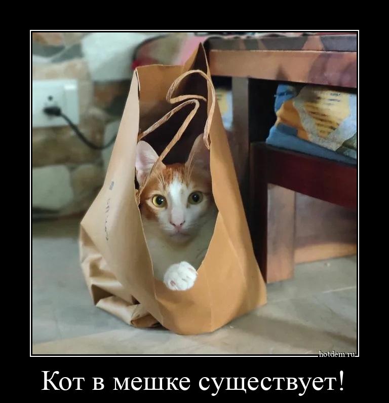 Кот в мешке существует! 