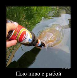 Пью пиво с рыбой 
