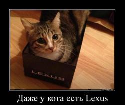 Даже у кота есть Lexus 