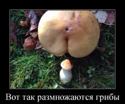Вот так размножаются грибы 
