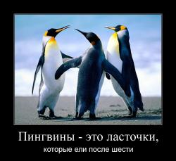 Пингвины - это ласточки, которые ели после шести