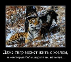 Даже тигр может жить с козлом, а некоторые бабы, видите ли, не могут...