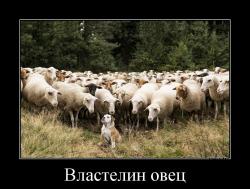 Властелин овец 