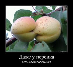 Даже у персика есть своя половинка