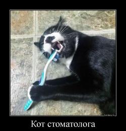 Кот стоматолога 