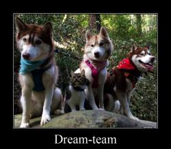 Dream-team 