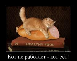Кот не работает - кот ест! 