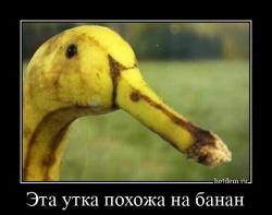 Эта утка похожа на банан 